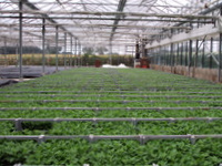 Cuttings ready to plant out Cuttings ready to plant out